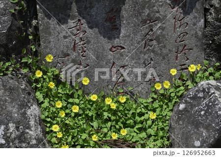 第十九代横綱常陸山の手形石と黄色い花 126952663