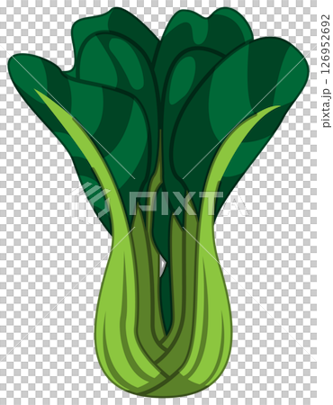 Vector illustration of bok choy with realistic shadow 126952692