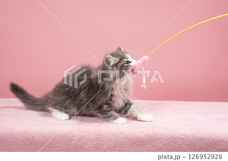 猫じゃらしで遊ぶノルウェージャンフォレストキャットの仔猫 126952928