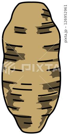 色付きの丸ごとさつまいものイラスト 色付きの丸ごとさつまいものイラスト 126952961