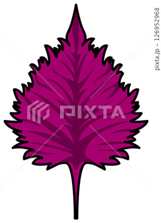 色付きの丸ごと紫蘇のイラスト 126952968