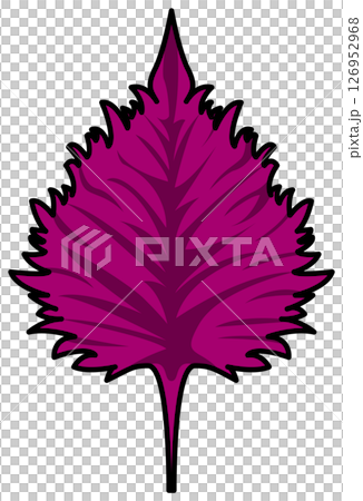 色付きの丸ごと紫蘇のイラスト 126952968