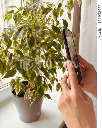 Woman's hands holding smartphone to take a photo of potted ficus plant at home on windowsill. Hobby. 126952973
