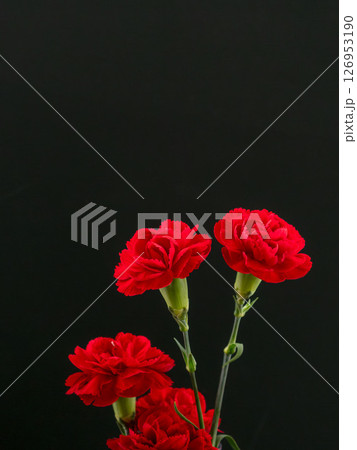 カーネーションの赤い花を黒背景で撮影04 126953190