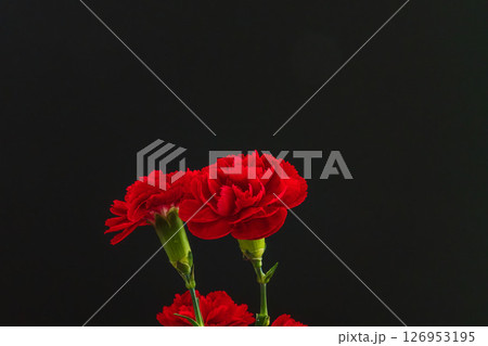 カーネーションの赤い花を黒背景で撮影09 126953195