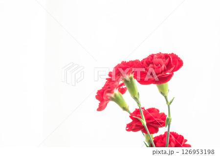 カーネーションの赤い花を白背景で撮影03 126953198