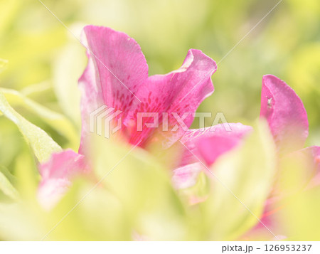 ピンク色のツツジの花のアップ05 ピンク色のツツジの花のアップ05 126953237