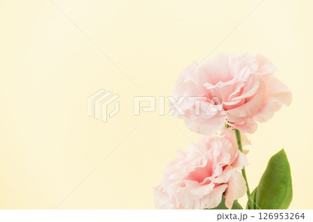 ユーストマのピンクの花をベージュ背景で撮影05 126953264