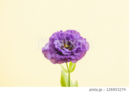 ユーストマの紫の花をベージュ背景で撮影02 ユーストマの紫の花をベージュ背景で撮影02 126953274