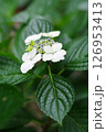長居植物園のあじさい園 126953413