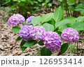 長居植物園のあじさい園 126953414