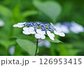長居植物園のあじさい園 126953415