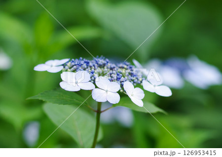 長居植物園のあじさい園 長居植物園のあじさい園 126953415