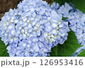 長居植物園のあじさい園 126953416