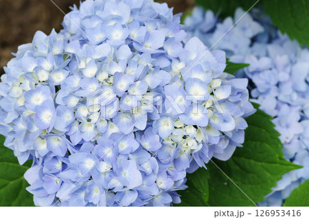 長居植物園のあじさい園 長居植物園のあじさい園 126953416