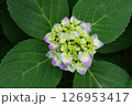 長居植物園のあじさい園 126953417