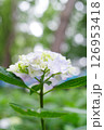 長居植物園のあじさい園 126953418