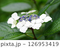長居植物園のあじさい園 126953419