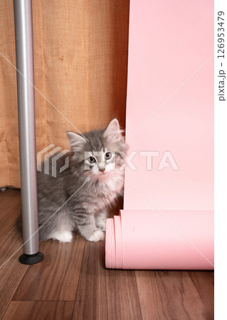 ピンクバックとお座りしたノルウェージャンフォレストキャットの仔猫 126953479