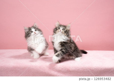 ピンクバックと2匹の仔猫 126953482