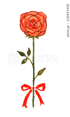 一輪の赤いバラのイラスト素材　薔薇　水彩　1本　贈り物　記念日　お祝い　プレゼント 126953499