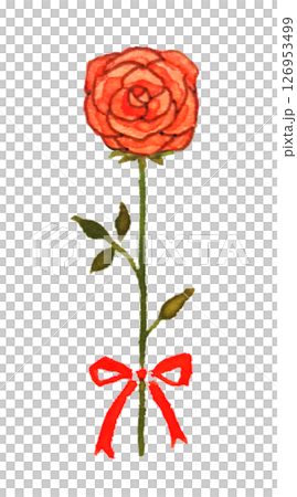 Illustration of a single red rose, rose, watercolor, 1 rose, gift, anniversary, celebration, present 126953499