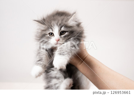 持ち上げられたノルウェージャンの仔猫 126953661