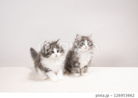 白バックと2匹の仔猫 126953662