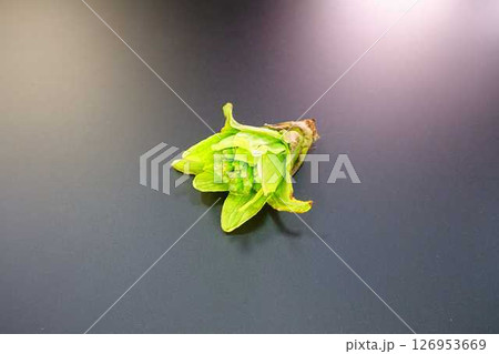 フキノトウ　ふきのとう　蕗の薹 126953669