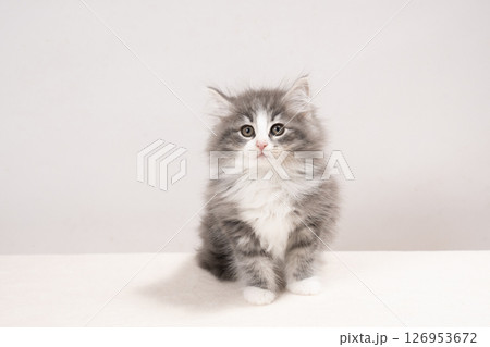 白バックとお座りしたノルウェージャンフォレストキャットの仔猫 126953672