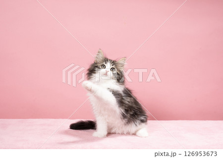 ピンクバックと前足を上げるノルウェージャンフォレストキャットの仔猫 126953673