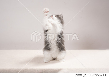 白バックと立ったノルウェージャンフォレストキャットの仔猫 126953711