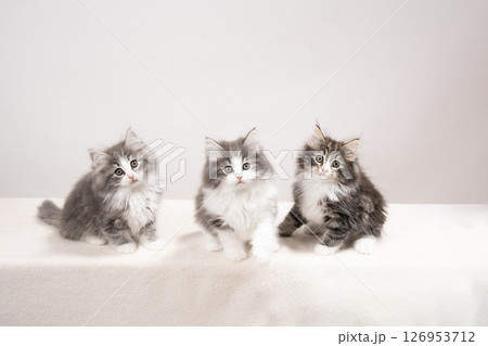 白バックと3匹の仔猫 126953712