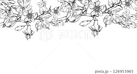 Gooseberry Currant with bell flower buds on branch, leaves, hanging ripe garden casseille berry jostaberry. Hand drawn in vector ink. Isolated seamless banner border garland. Cafe menu, farmers market 126953965