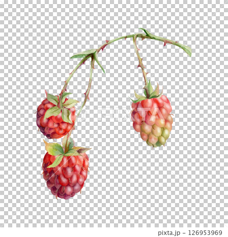 Raspberry on thorny spiked branch, hanging ripe garden berry dewberry mulberry loganberry hand drawn in watercolor. Isolated botanical illustration. Closeup cookbook, farmers market, eco gardening Raspberry on thorny spiked branch, hanging ripe garden berry dewberry mulberry loganberry hand drawn in watercolor. Isolated botanical illustration. Closeup cookbook, farmers market, eco gardening 126953969