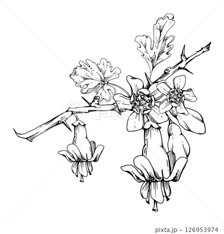 Gooseberry leaves, bell flower buds on thorny spiked branch, juneberry currant. Cut out botanical illustration hand drawn in vector ink. Seasonal farmer calendar, florist shop, wedding stationery 126953974