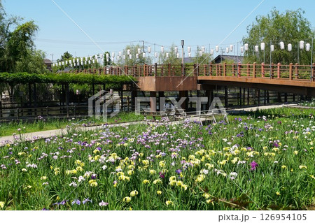 水郷潮来あやめ園　あやめ祭りの風景 126954105