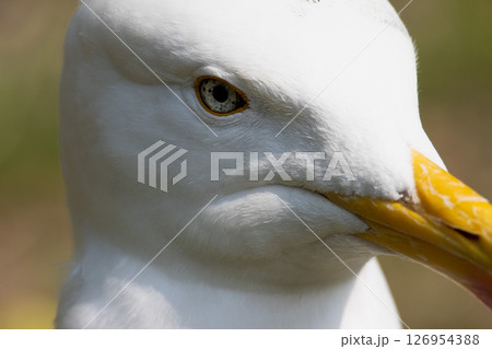 Close up of a herring gull head . High quality photo Close up of a herring gull head . High quality photo 126954388