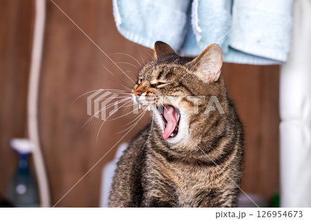A cat is yawning broadly, showcasing its mouth wide open fully 126954673