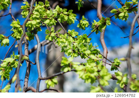 A tree branch adorned with vibrant green leaves against a clear blue sky 126954702