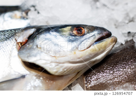 This is a detailed closeup view of a fishs head resting on ice 126954707