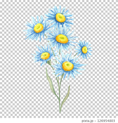 Blue aster flowers with yellow centers in a delicate watercolor illustration. Wildflower bouquet illustration Suitable for invitations, floral stationery, botanical wall art, floral product packaging 126954803