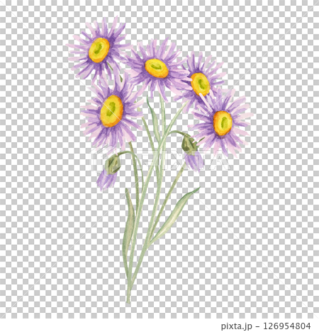 Watercolor illustration of violet aster flowers with green stems and yellow centers. Wildflower bouquet clipart Ideal for scrapbooking, wedding stationery, cosmetic labels, botanical-themed branding. 126954804