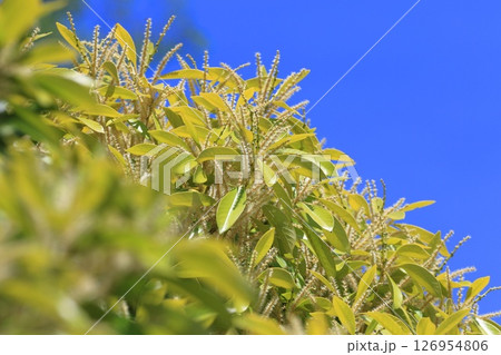 満開のマテバシイ　 126954806