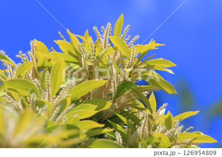 満開のマテバシイ　 126954809