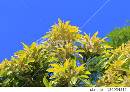 満開のマテバシイ 満開のマテバシイ 126954813