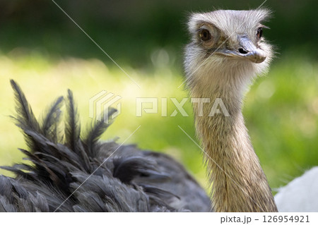 Close up of greater rhea. High quality photo 126954921