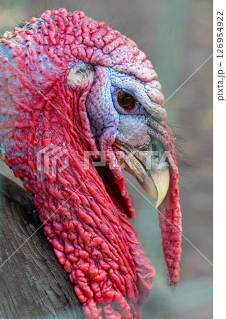 Close up of a turkey head. High quality photo 126954922