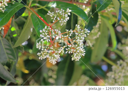 白い珊瑚樹(サンゴジュ)の花 白い珊瑚樹(サンゴジュ)の花 126955013