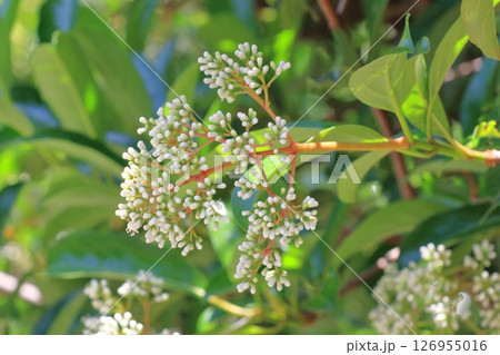 白い珊瑚樹(サンゴジュ)の花 白い珊瑚樹(サンゴジュ)の花 126955016